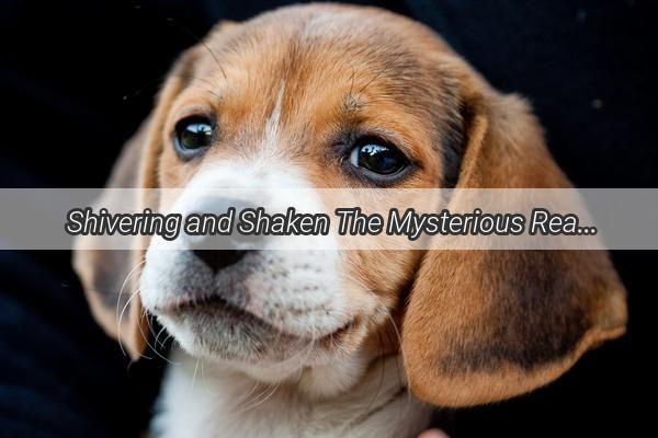  Shivering and Shaken The Mysterious Reason Why Your Puppy Keeps Quivering